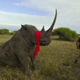 Illustration for article titled This Pregnant Rhino Is Part Of The Largest Rhino Airlift Ever